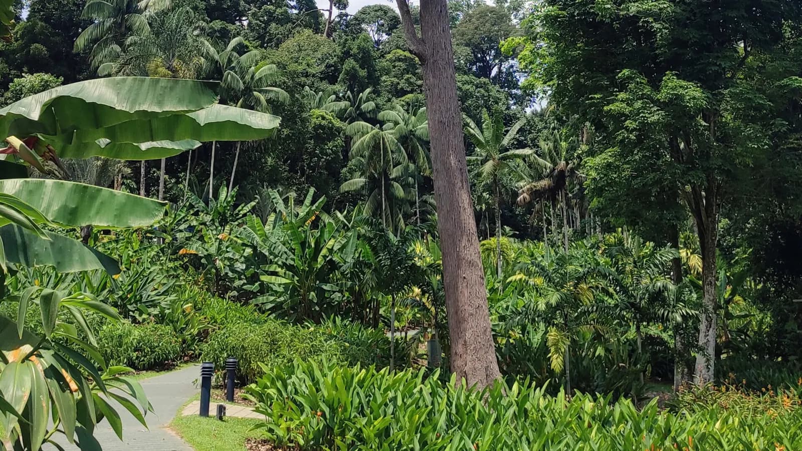 Landscaped greenery in Singapore Botanic Gardens at Tanglin.