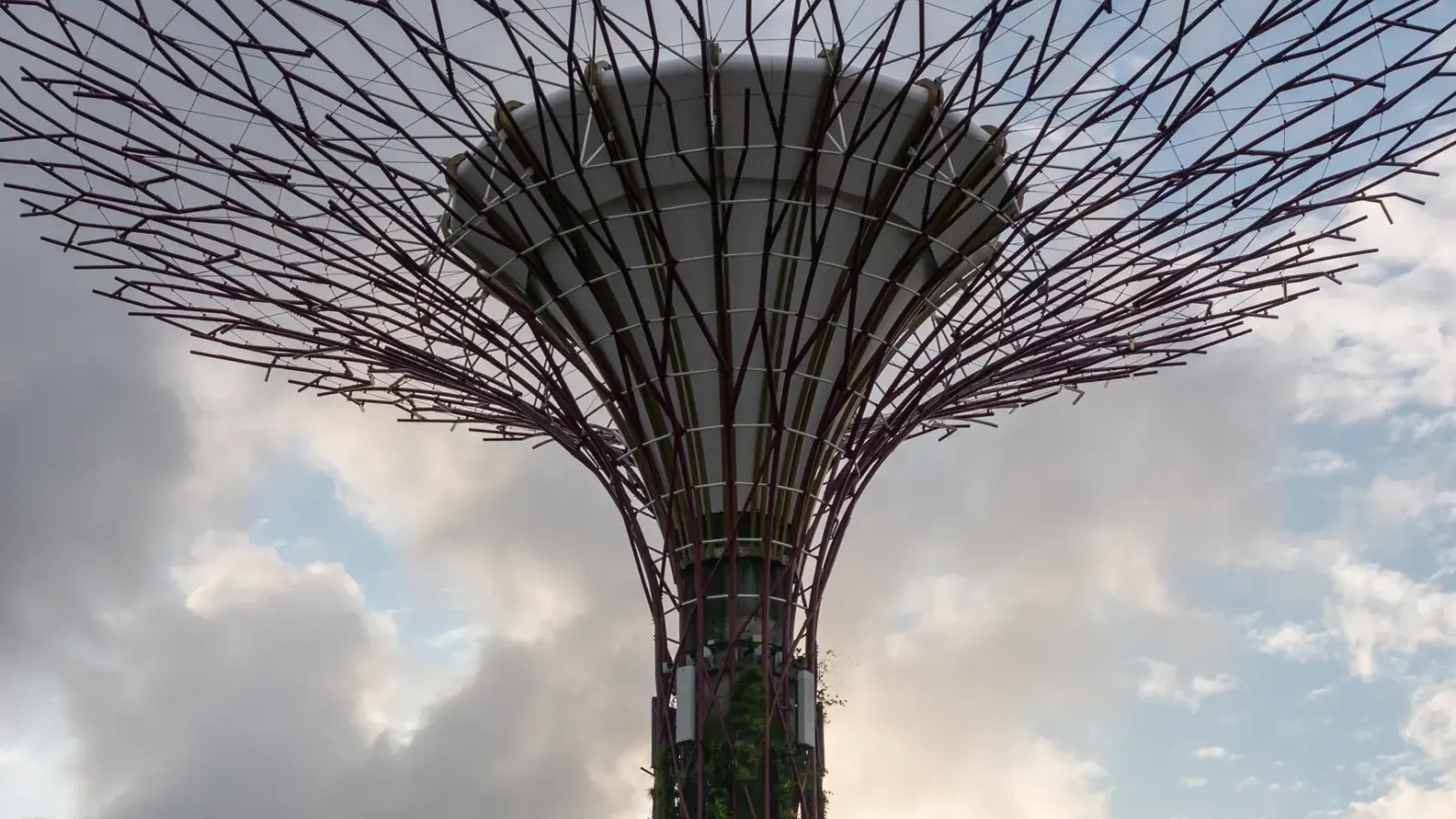 One Supertree in the outdoor Supertree Grove at Gardens by the Bay.