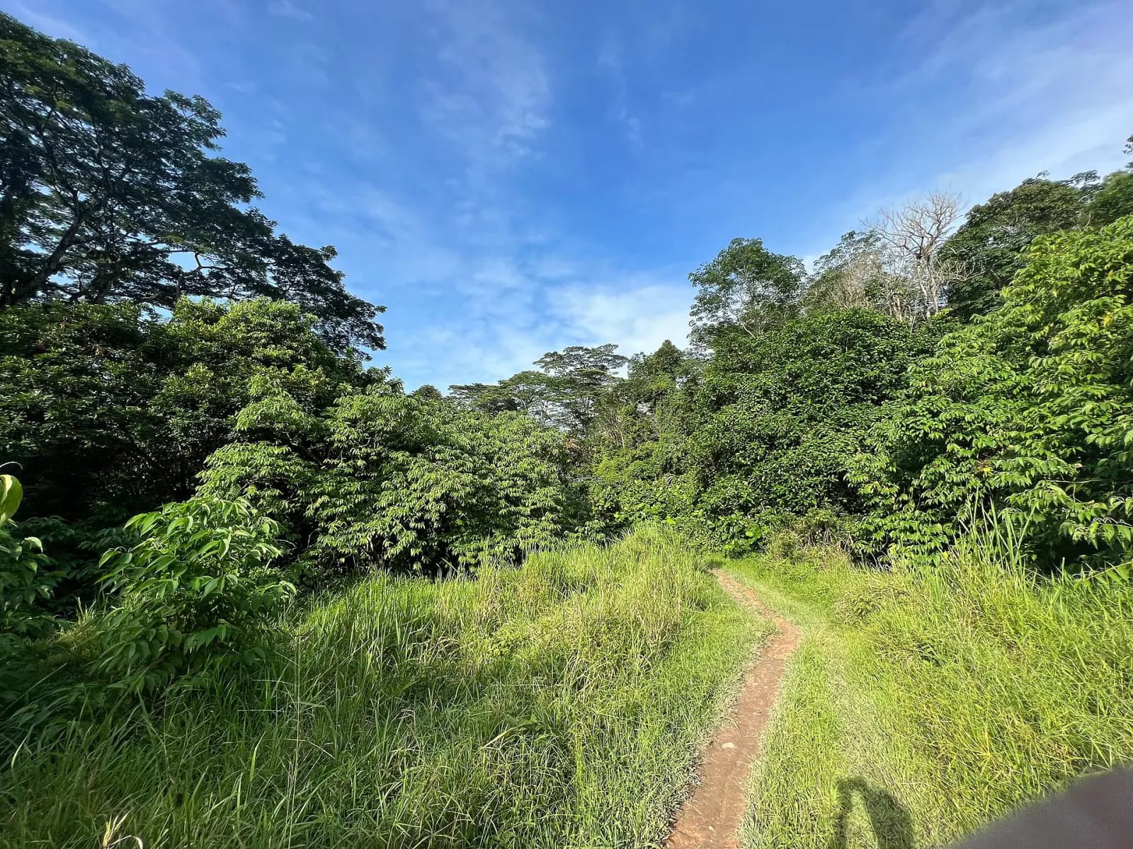 Forest path on the Southern Loop at Chestnut Nature Park.