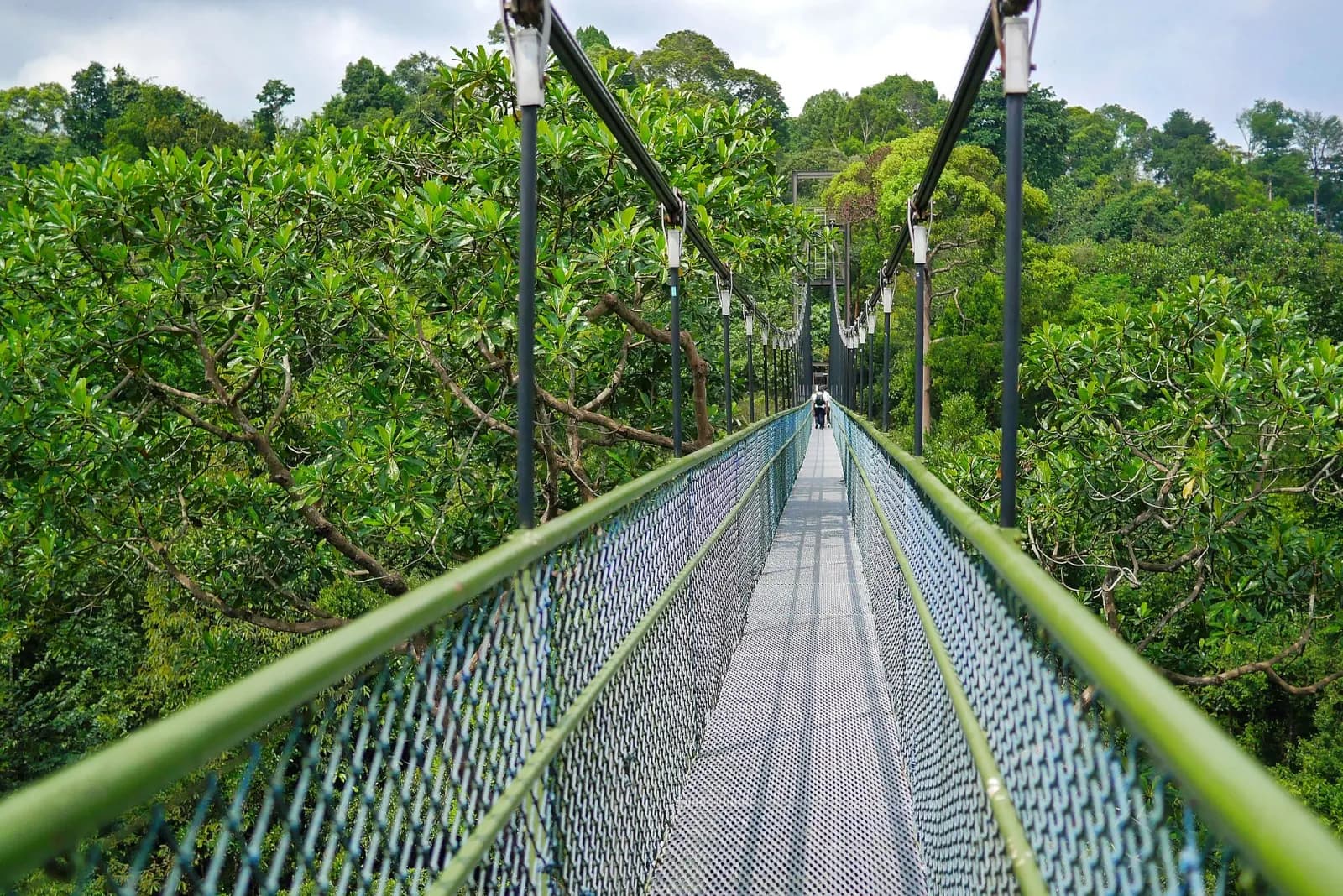 TreeTop Walk suspension bridge above the forest at MacRitchie.
