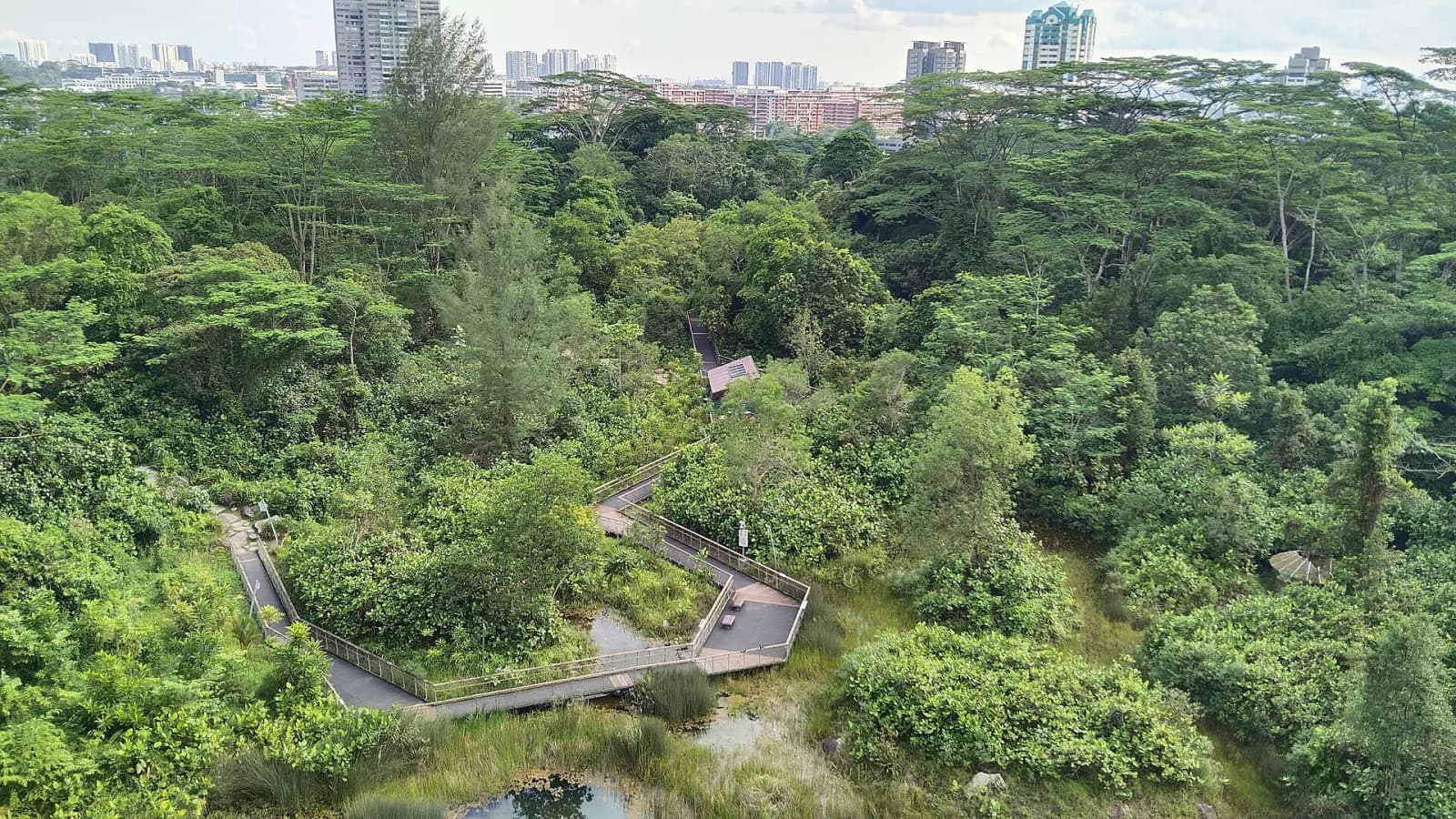 Quarry Wetland viewed from Colugo Deck at Rifle Range Nature Park.