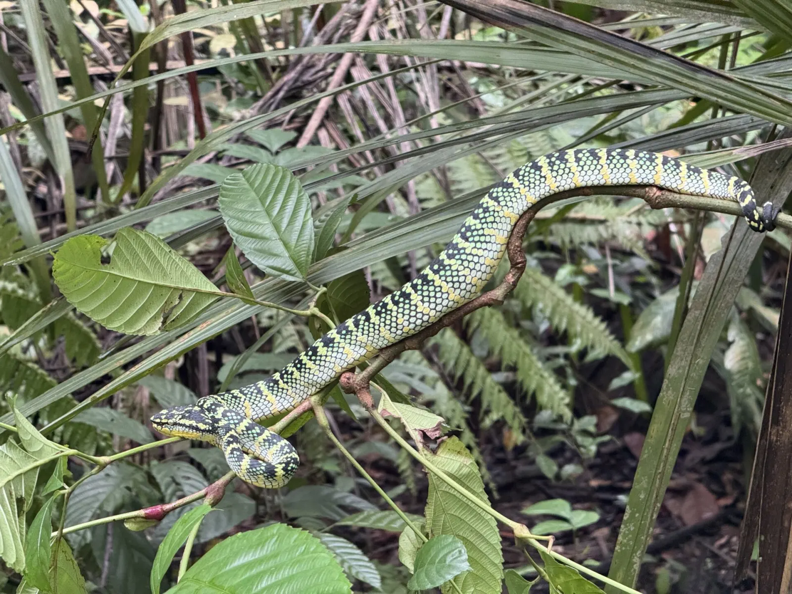 A Wagler’s pit viper photographed at Windsor Nature Park in January 2025.