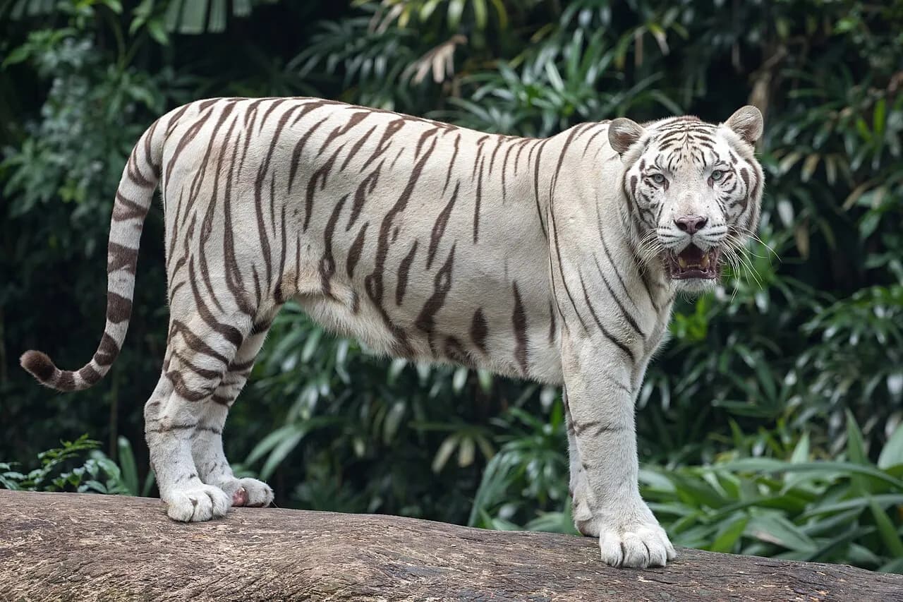A white Bengal tiger standing in its habitat at Singapore Zoo.