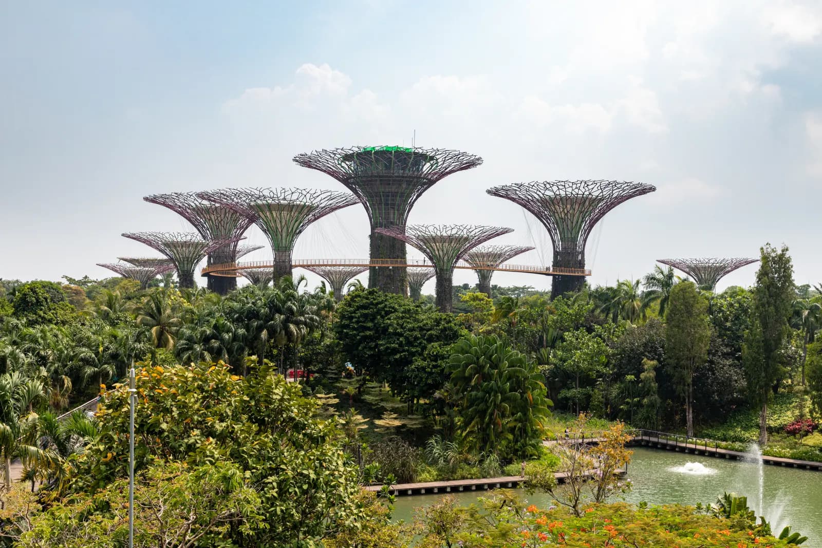 Supertrees rising above the landscaped gardens at Gardens by the Bay.