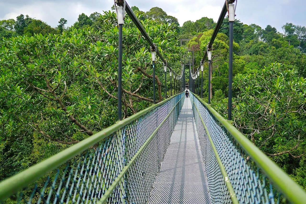 A forest trail junction on the MacRitchie Nature Trail in Singapore.