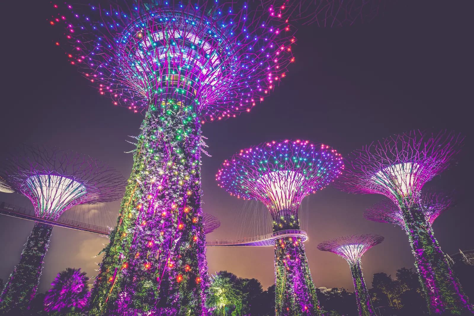 Illuminated Supertrees at Gardens by the Bay after dark.