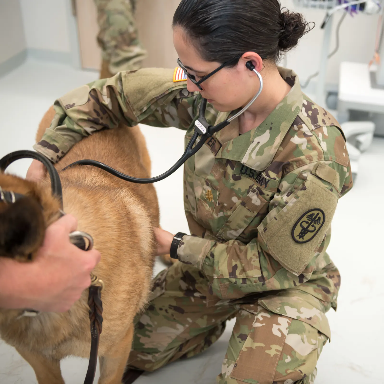 A veterinarian listens to a Belgian Malinois with a stethoscope during an examination.